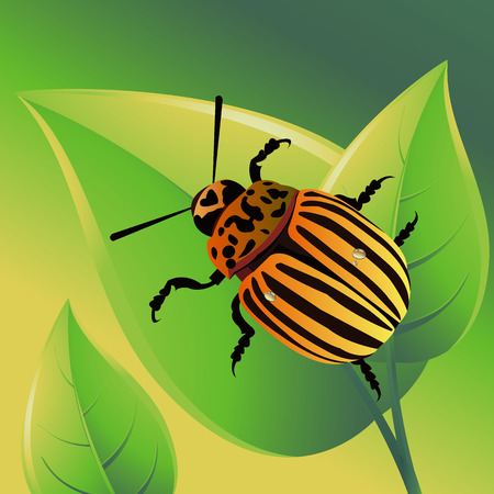 illustration nature potato colorado vector animal beetleのイラスト素材