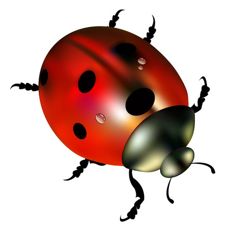 ladybug vector red illustration colored beetle insectのイラスト素材