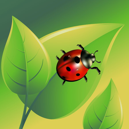ladybug vector red illustration colored beetle insectのイラスト素材