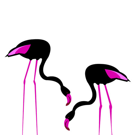 bird flamingo illustration pink exotic art silhouette beauty wild natureのイラスト素材