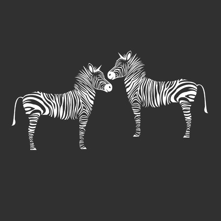 animal zebra illustration wild mammal white black zoo stripedのイラスト素材
