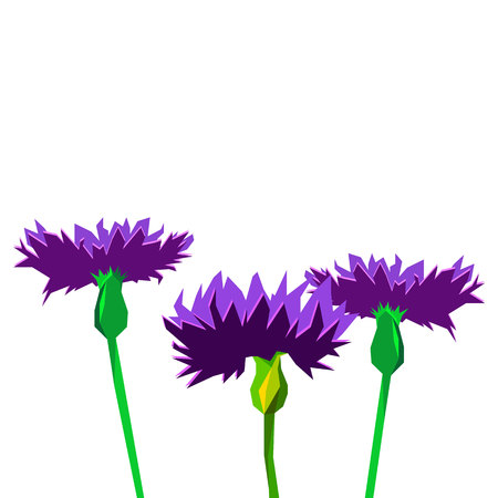Knapweed flower on white background. vector illustration of blue little flwoersのイラスト素材