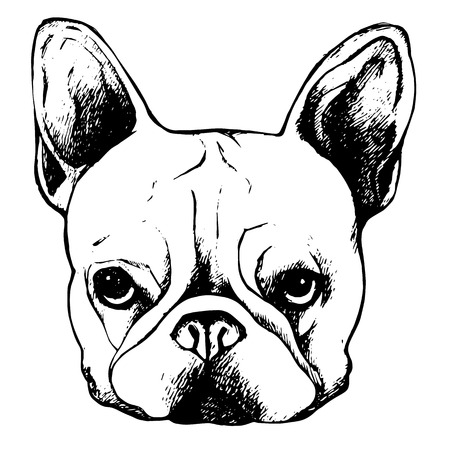 bulldog, dog, animal, french, vector, illustration, pet, breed, cute, drawing, puppyのイラスト素材