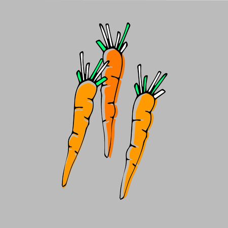food carrot vegetable vegetarian illustration healthy vector organic fresh ripeのイラスト素材