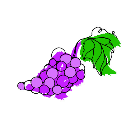 fruit, vector, grape, leaf, illustration, healthy, food, wine, organic, natureのイラスト素材