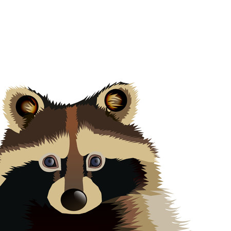 raccoon vector cute wild wildlife animal mammalのイラスト素材