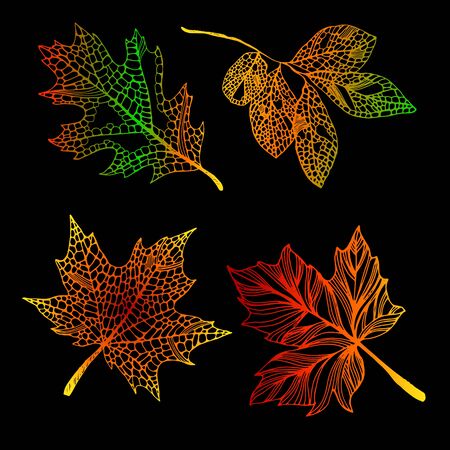 Colorful autumn leaves. Skeleton decorative leaves.のイラスト素材