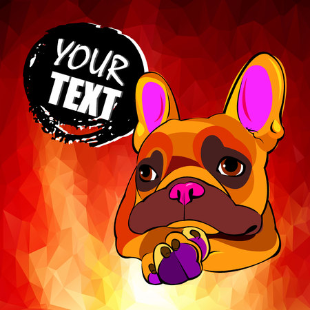 bulldog, dog, animal, french, vector, illustration, pet, breed, cute, drawingの写真素材