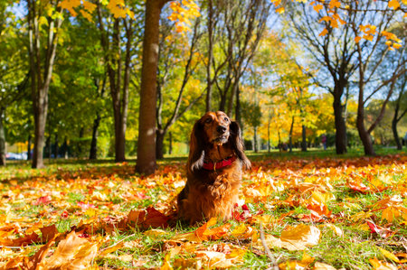 Red longhaired dachshund dog sitting in golden fallen leaves in autumn park, doxie outdoor in forest, beautiful autumnal scene with small petの写真素材