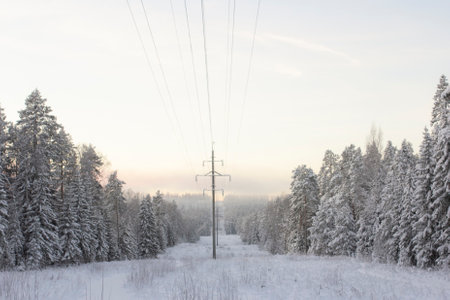 Pine and fir forest covered in snow, Winter landscape in woods, snowy frozen trees, Russian winter, sunny winter day in country side, dense forestの写真素材