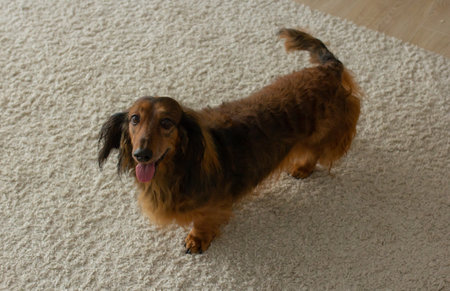 Red long haired dachshund standing on fluffy beige carpet with tongue out, adorable small sausage...
