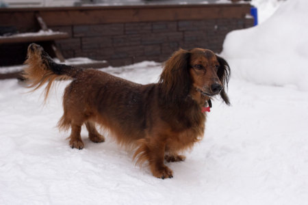 Red long haired dachshund in the snow on winter, Russian nature at winter, dog portrait full size, cold weather, dog and snowの写真素材