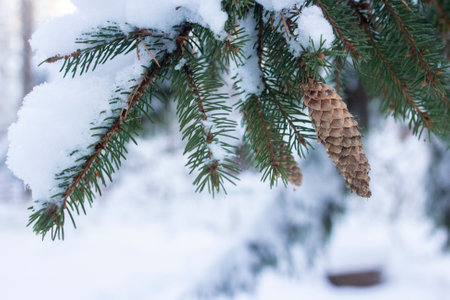 Pine and fir forest branch with cone covered in snow, Winter landscape in woods, snowy frozen trees, Russian winter, sunny winter day in country sideの写真素材