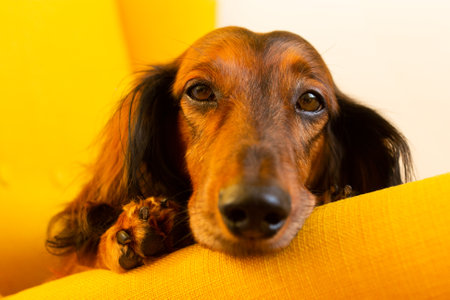 Red long haired dachshund lying on yellow chair, small dog portrait, sunny bright photo of doxie at home, doggy faceの写真素材