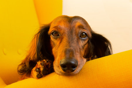 Red long haired dachshund lying on yellow chair, small dog portrait, sunny bright photo of doxie at...