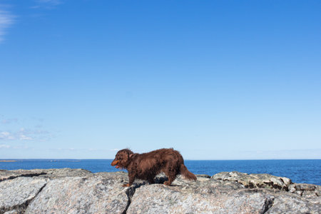 Brown long haired dachschund walking away on rocks on lake, weiner dog small long haired doxie,...