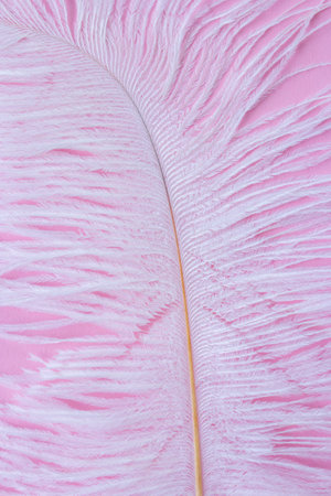 White fluffy ostrich feather close up on pastel pink background with copy space for text, natural bird feather textureの写真素材