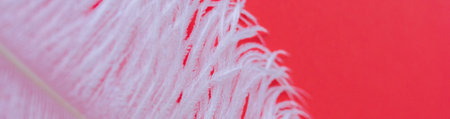 White fluffy ostrich feather close up on red background with copy space for text, natural bird feather texture bannerの写真素材
