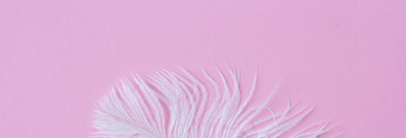 White fluffy ostrich feather close up on pastel pink background with copy space for text, natural bird feather texture bannerの写真素材