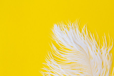 White fluffy ostrich feather close up on yellow background with copy space for text, natural bird feather textureの写真素材