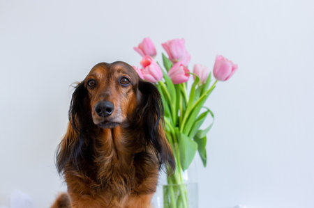 Red long haired dachshund portrait with pink tulips in glass vase , adorable small sausage dog with flowers, beautiful doxie close up, one friendly hound, domestic pet animal alone on white backgroundの写真素材