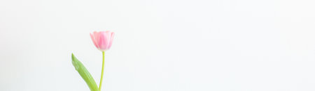 One pink tulip on white background, single spring flower gift for woman, greeting card, freshness and blossom, copy space wallpaper bannerの写真素材