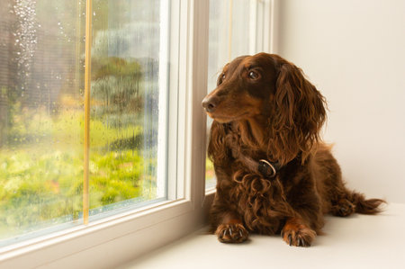 Brown long haired dachshund dog looking out of the window on rainy day, little furry doxie sitting on the window, little wiener dog portraitの写真素材