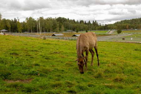 Big deer in a green meadow in a zooの写真素材