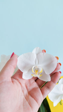 Woman hand holding white orchid flower on blue background, tropical plant close up, floral photo with copy spaceの写真素材