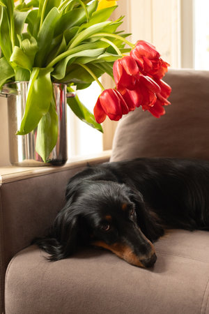 Black Dachshund portrait lying on couch with red and yellow tulips on background. Small beautiful wiener dog in flowers at home. Vertical photo of longhaired doxie indoorの写真素材