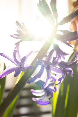 Purple and pink hyacinth flowers in sunshine close up standing on table at home. Spring blossom...