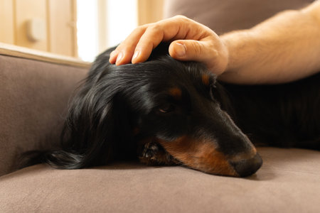 Portrait of black longhaired dachshund with man hand on a head. Small dog close up lying on couch at home. Wiener dog with owner indoorの写真素材