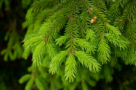 Fir evergreen tree close up, branches of coniferous trees, nature symbol of New Year and Christmas,...