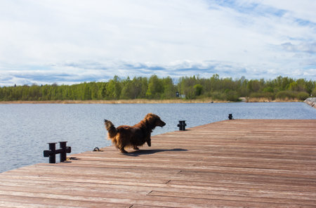 Red longhaired dachshund walks along the river pier, small dog walking near the lake on woodの写真素材