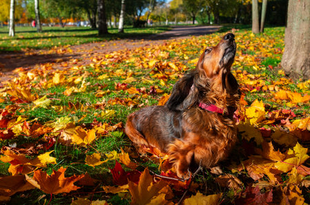 Red long haired dachshund sitting and looking up in autumn park, small dog walking outdoor, golden yellow fallen leaves under the animalの写真素材