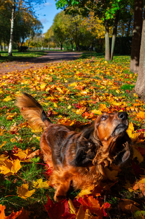Red long haired dachshund jumping in autumn park, small dog walking outdoor, golden yellow fallen leaves under the animalの写真素材