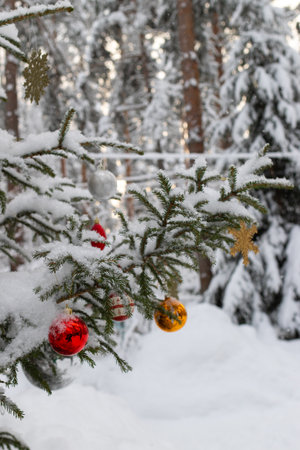 Christmas tree decoration outdoor - large red and golden balls. Winter snowy wonderland. Fir branches covered with snowの写真素材