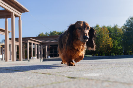 Small red dachshund looking ahead, beautiful longhaired dog standing in garden on stone pathway at sunny dayの写真素材