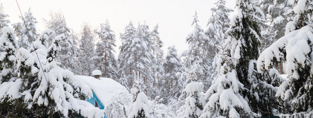 Snowy light blue house in countryside in winter surrounded by many trees under the snow, banner with copy spaceの写真素材