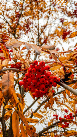 Autumn red rowan berries and yellow leaves close upの写真素材