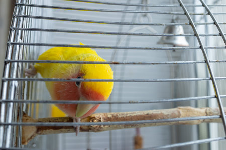 Funny bright yellow lovebird with an orange face sitting in a cage and looking at camera. Vibrant...