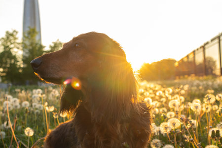 Portrait of dachshund in sunset light close up. Curious little dog on dandelion field looking around and sniffing air. Domestic animal in sunlightの写真素材