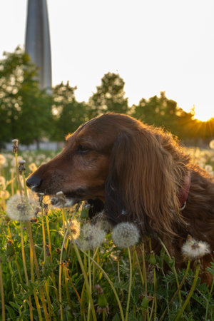 Dachshund portrait close up in sunset light. Little dog on dandelion field eating flowers. Domestic animal outdoor, vertical shot of beautiful pet.の写真素材