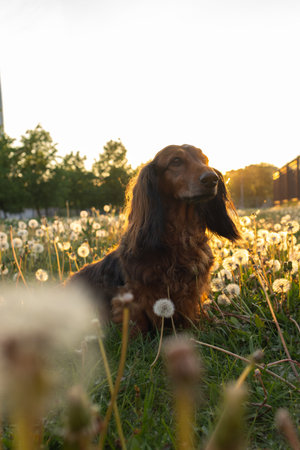 Portrait of dachshund in sunset light close up. Curious little dog on dandelion field looking around. Domestic animal in outdoor, vertical shot of small pet.の写真素材