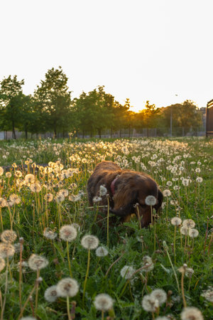 Dachshund portrait close up in sunset light. Little dog on dandelion field eating flowers. Domestic animal outdoor, vertical shot of beautiful pet.の写真素材