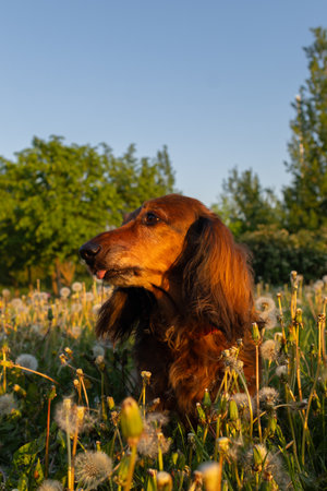 Close-up portrait of dachshund bathed in sunset light. Curious little dog sitting in field of dandelions, glancing around. Vertical shot with domestic pet in warm, golden sunlight.の写真素材