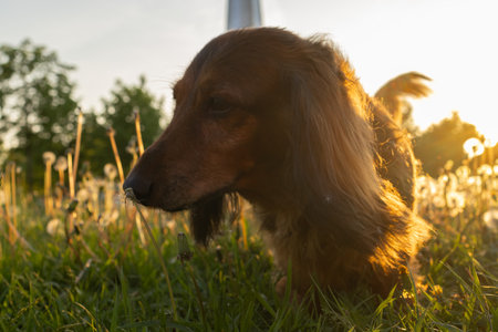 Portrait of dachshund in sunset light close up. Curious little dog on dandelion field on fresh spring air. Domestic animal outdoor on horizontal shot.の写真素材