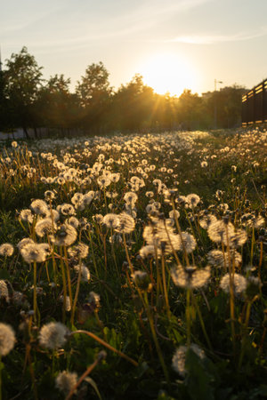Field of dandelions at the sunset. Amazing vertical shot of springtime nature in the evening in the golden sunlight. Floral landscape. Wildflowers growing on a meadow in summer.の写真素材