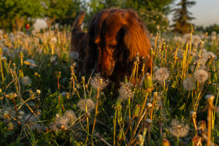 Portrait of dachshund in sunset light close up. Curious little dog on dandelion field on fresh...