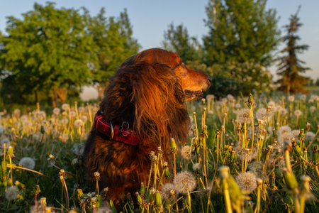 Portrait of dachshund in sunset light close up. Curious little dog on dandelion field on fresh spring air. Domestic animal outdoor on horizontal shot.の写真素材